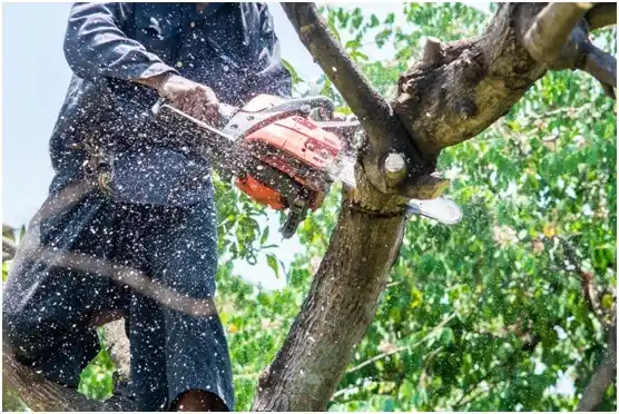 tree services Menasha